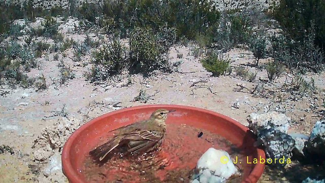 Kır İncirkuşu - ML645771475