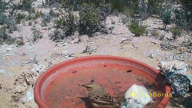 Kır İncirkuşu - ML645771476