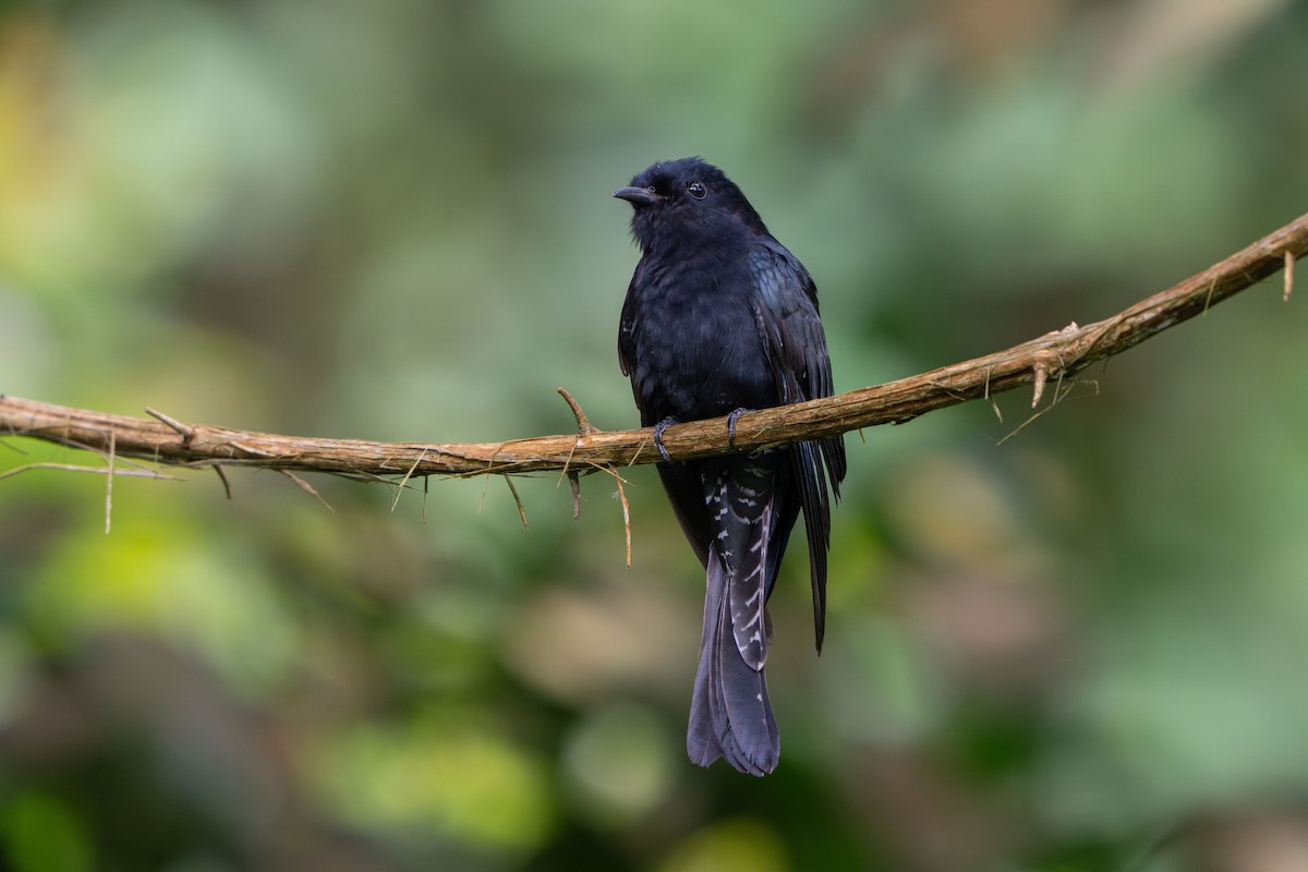 Square-tailed Drongo-Cuckoo - ML645771486