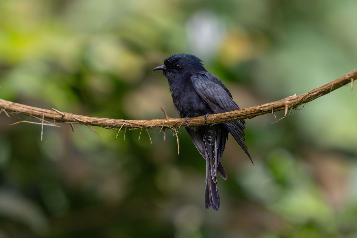 Square-tailed Drongo-Cuckoo - ML645771487