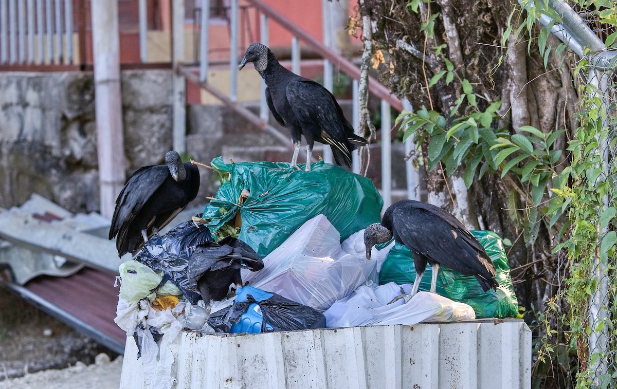 Катарта чорна - ML645771488