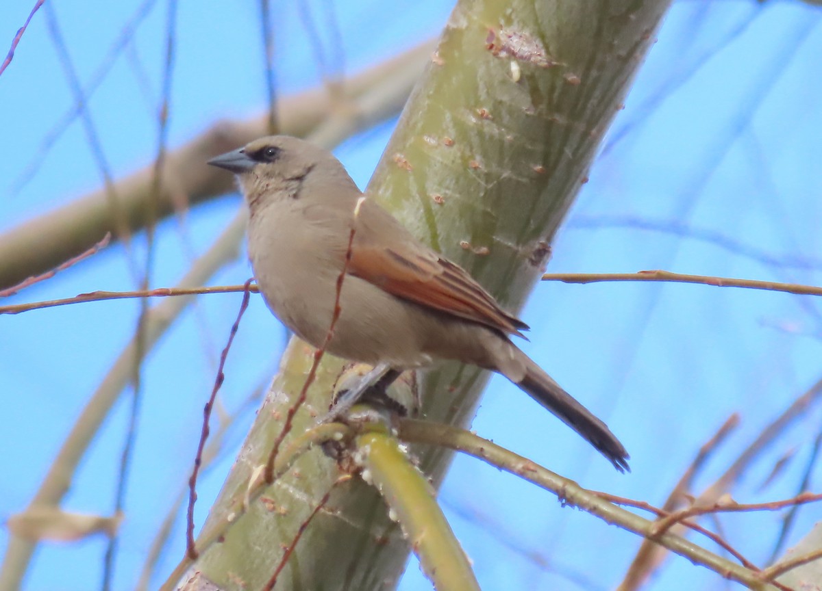 Grayish Baywing - ML645771491