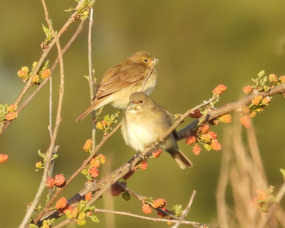 Double-collared Seedeater - ML645771492