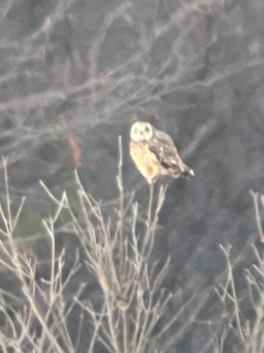 Short-eared Owl - ML645771514