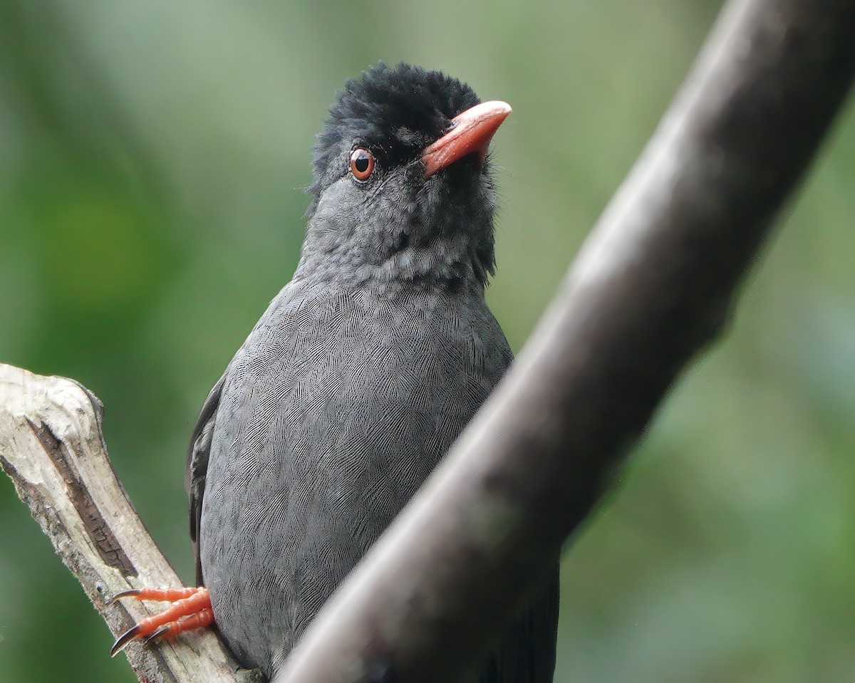 Горована індійська - ML645771518