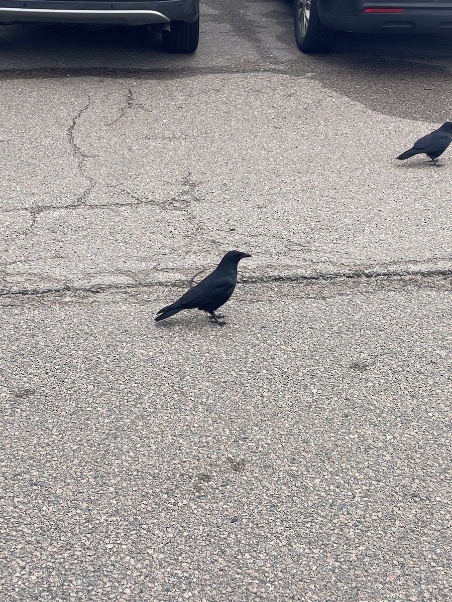 Fish Crow - ML645771519