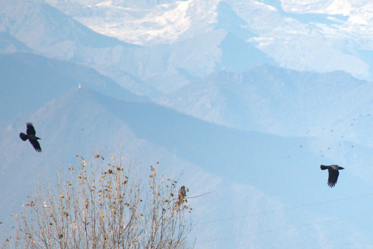 עורב אפור - ML645771522