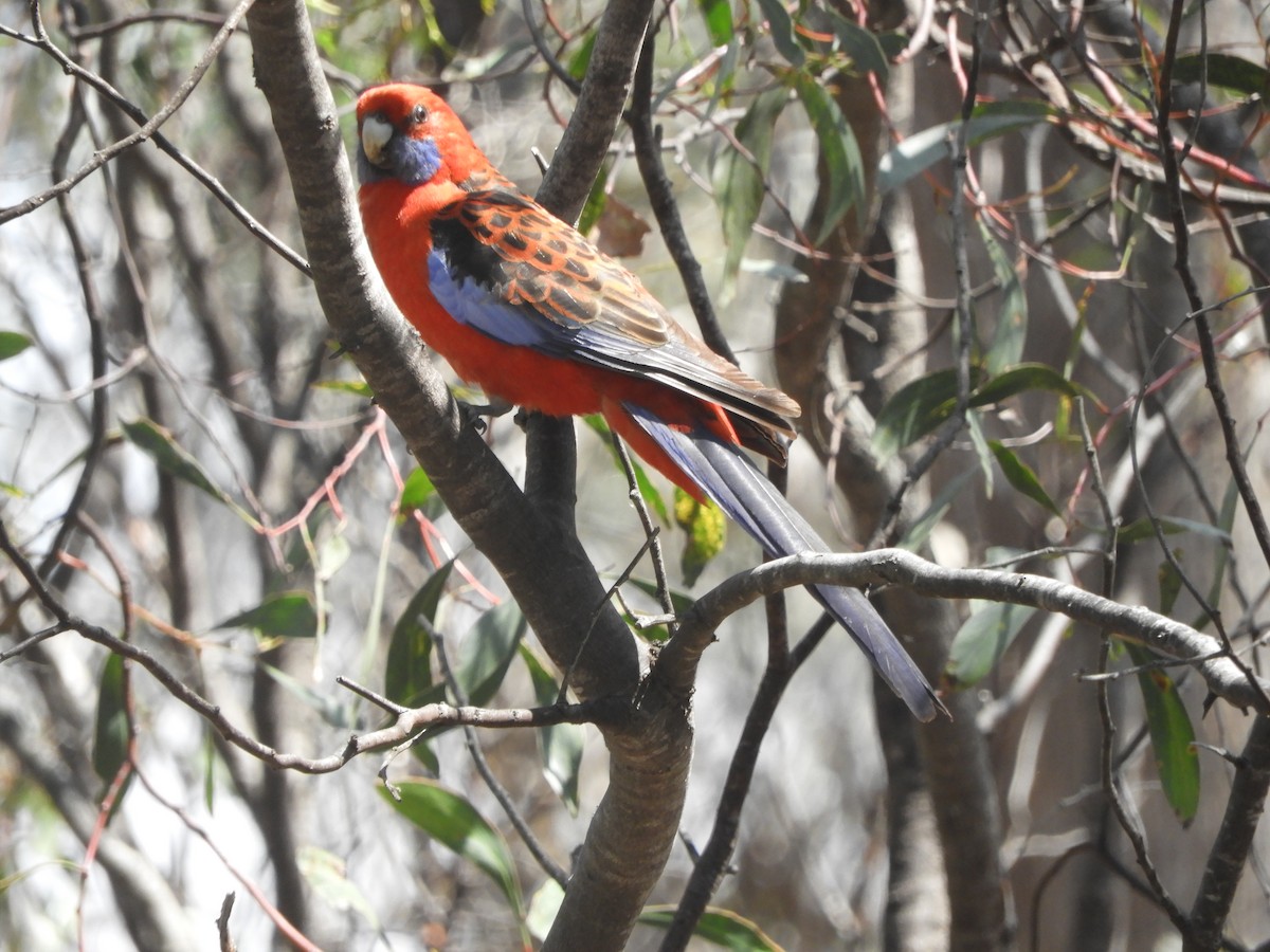 Pennantsittich - ML645771525