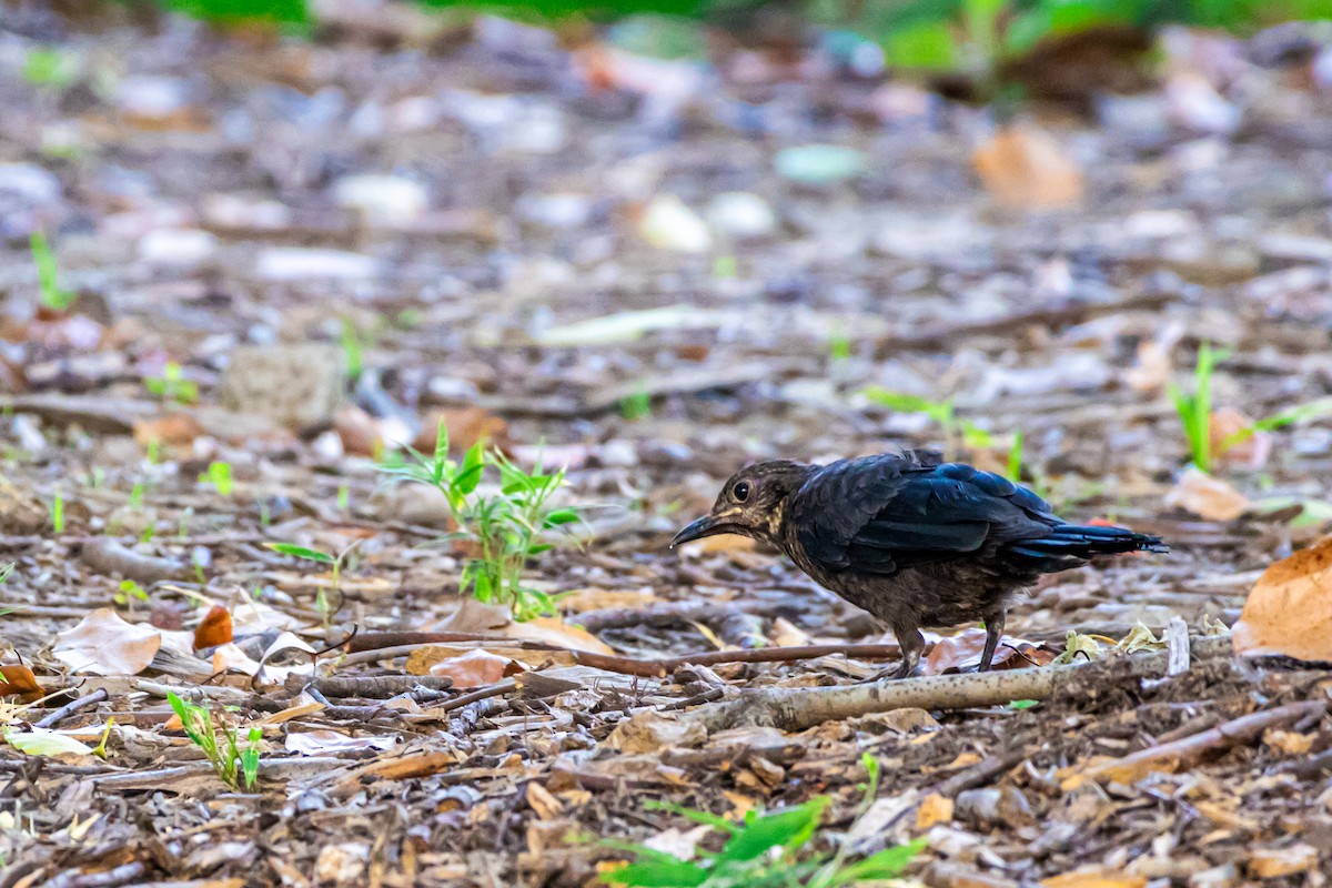 Mandarinamsel - ML645771528