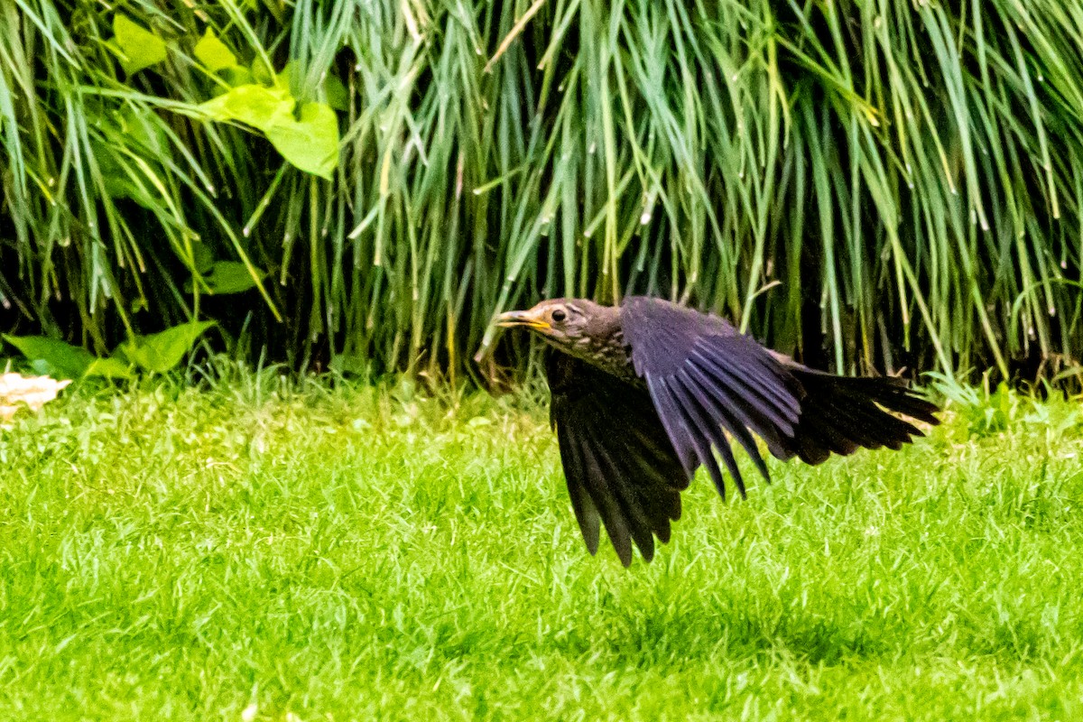 Mandarinamsel - ML645771529