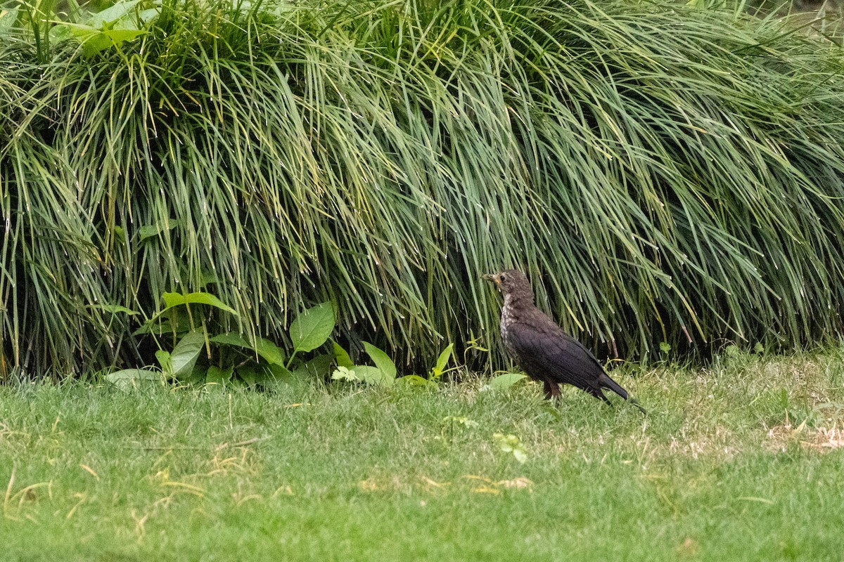 Mandarinamsel - ML645771531