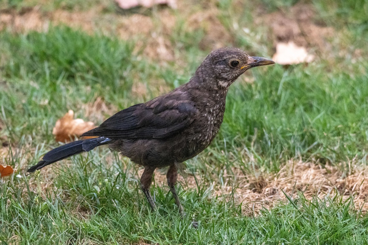 Mandarinamsel - ML645771532