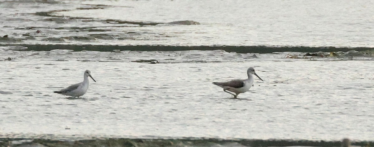 Tüpfelgrünschenkel - ML645771533