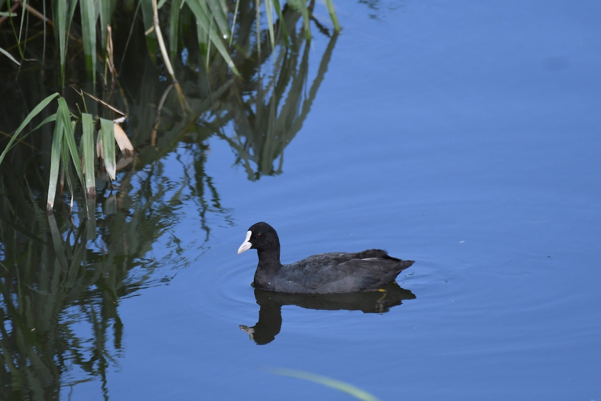 Blässhuhn - ML645771536