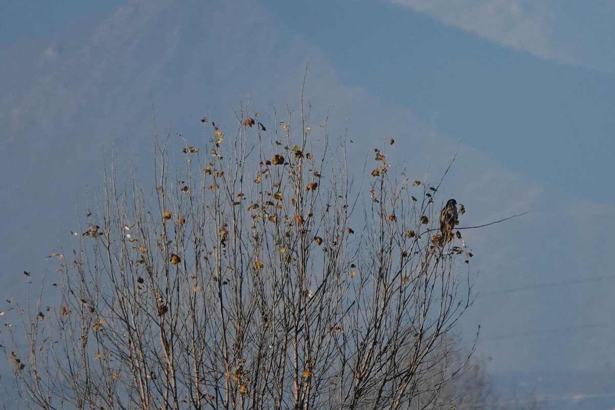 Mäusebussard - ML645771537