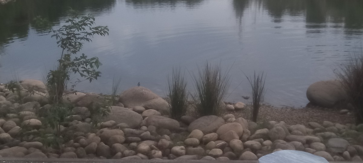 Eisvogel - ML645771538