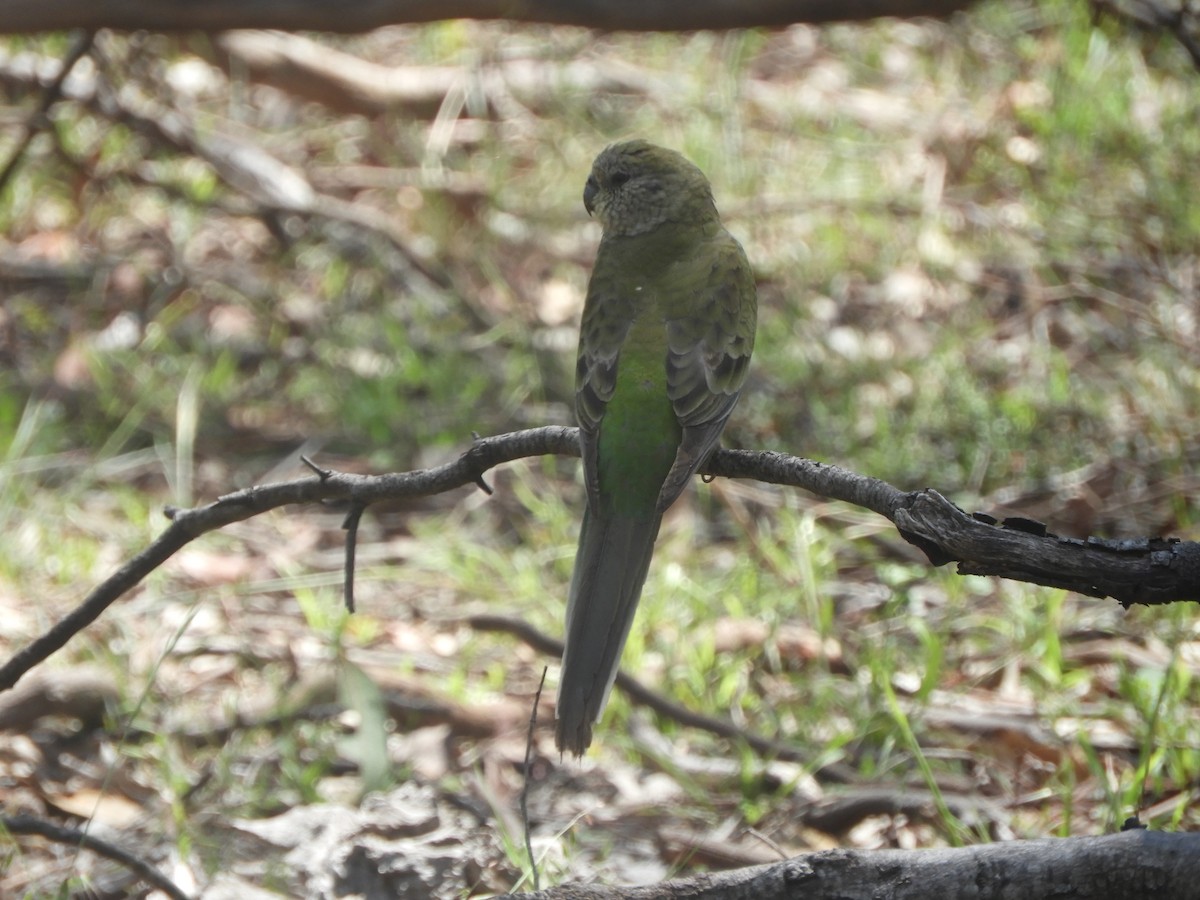 Singsittich - ML645771542