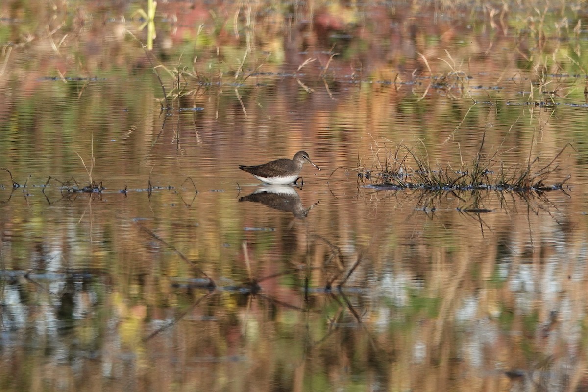 Waldwasserläufer - ML645771543