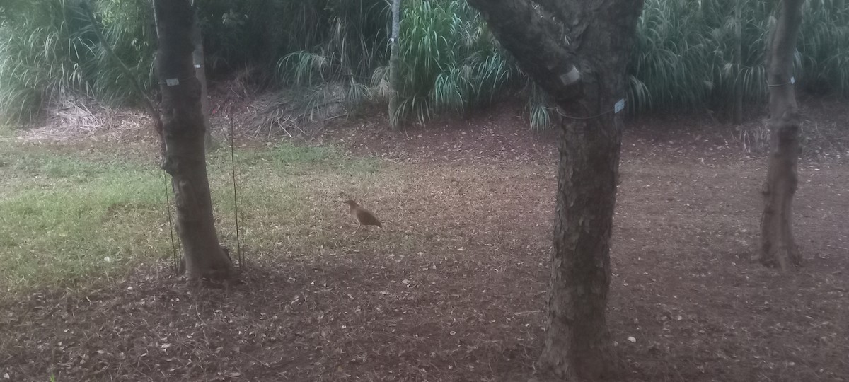 Wellenreiher - ML645771544