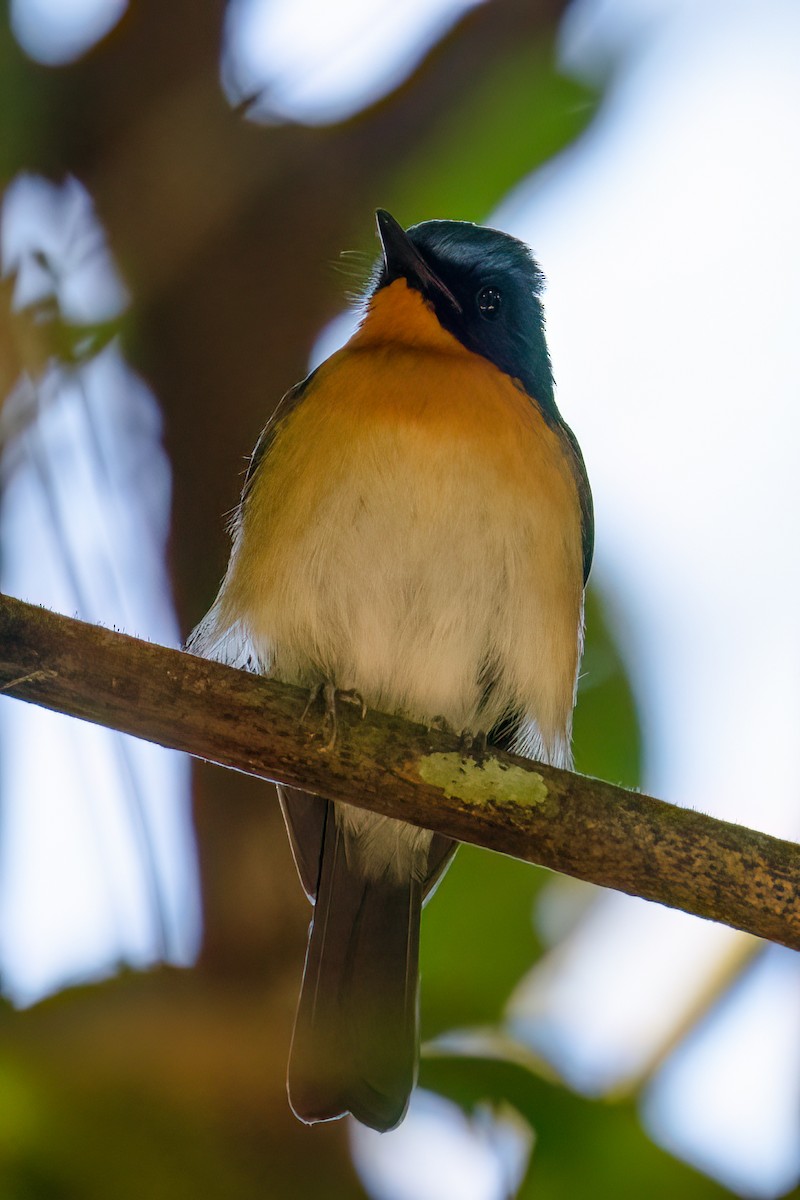 Hügelblauschnäpper - ML645771545