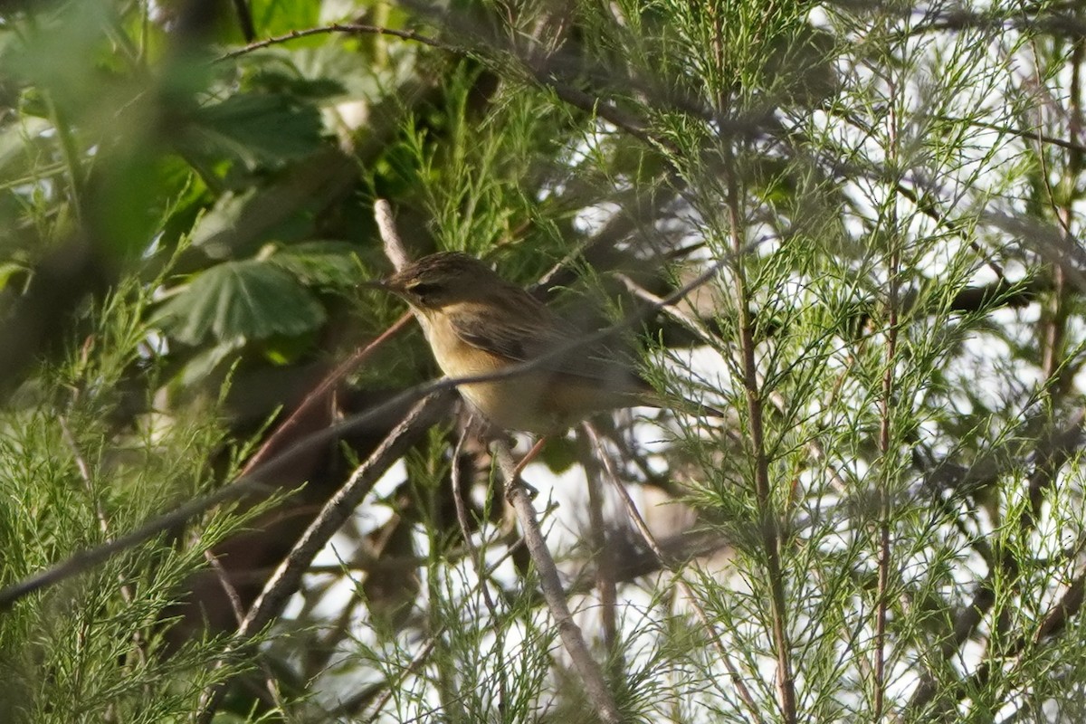 Schilfrohrsänger - ML645771547