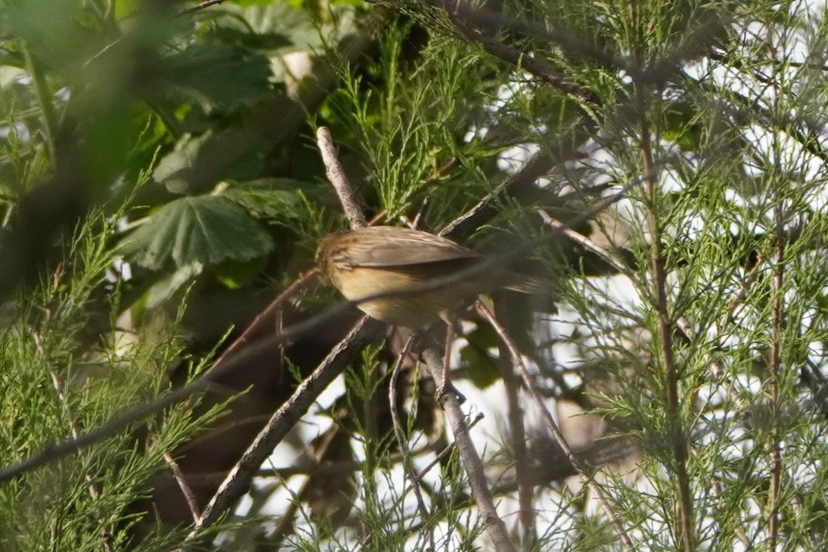 Schilfrohrsänger - ML645771549