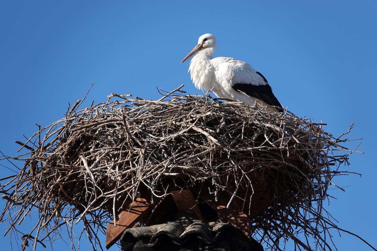 Weißstorch - ML645771550