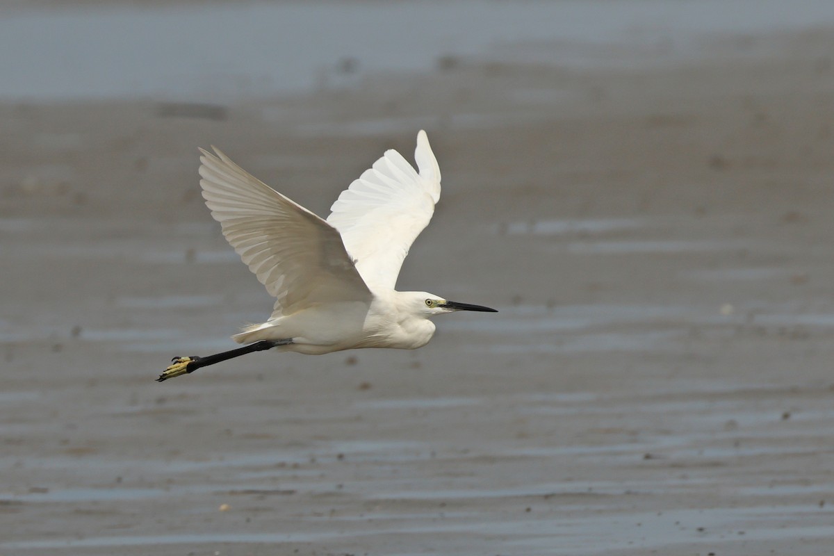 Seidenreiher - ML645771552