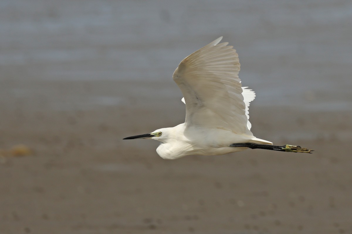 Seidenreiher - ML645771555