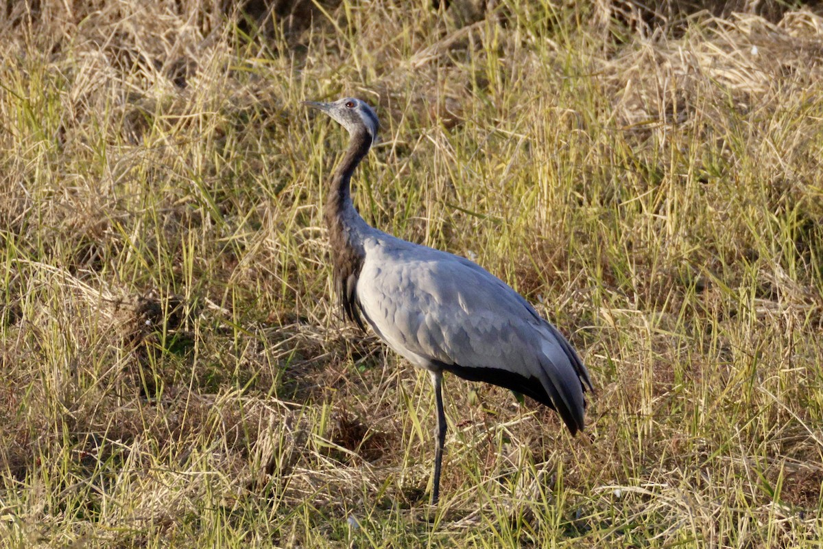 jeřáb panenský - ML645771558