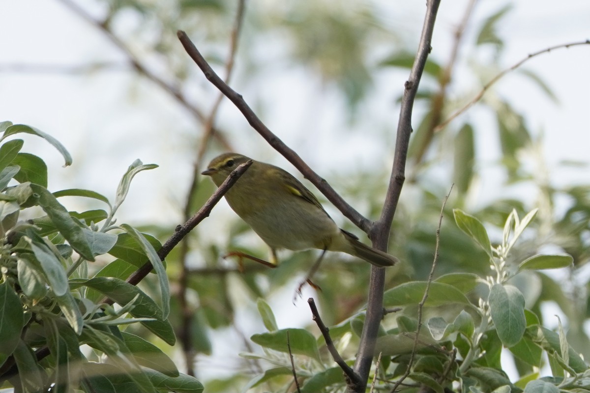 Pouillot fitis - ML645771563