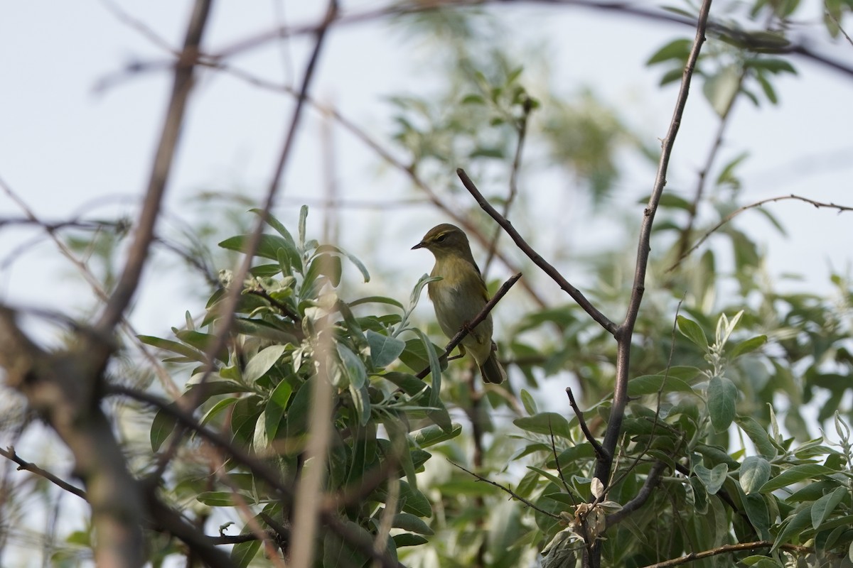 Pouillot fitis - ML645771566