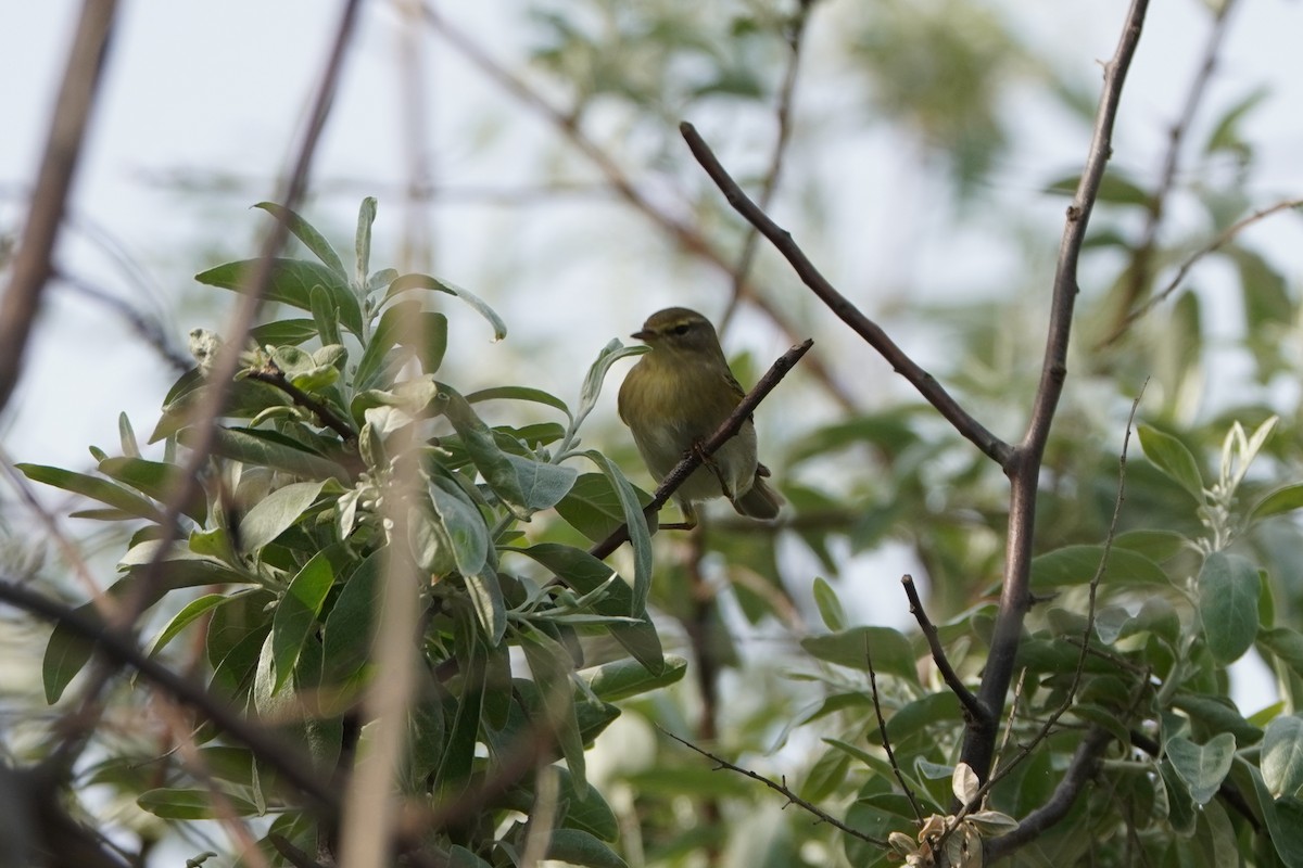 Pouillot fitis - ML645771569