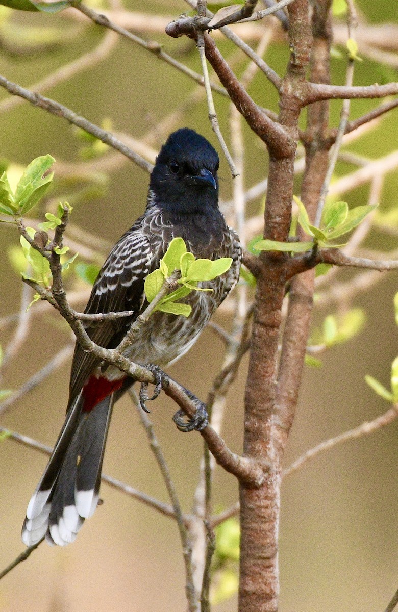 Bulbul à ventre rouge - ML645771570