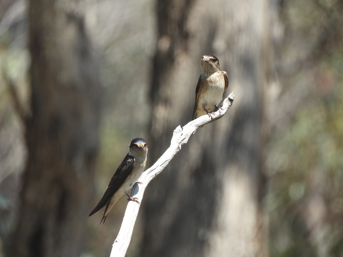 Hirondelle des arbres - ML645771571