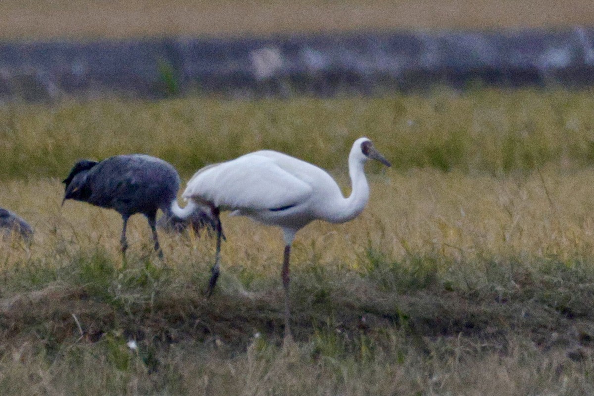Siberian Crane - ML645771572