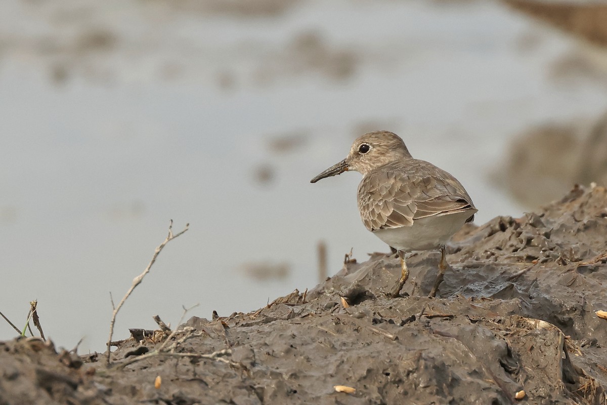 Bécasseau de Temminck - ML645771573