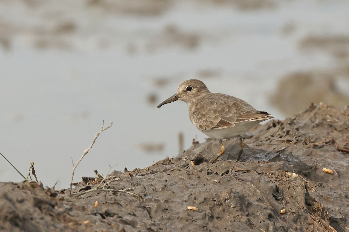 Bécasseau de Temminck - ML645771574