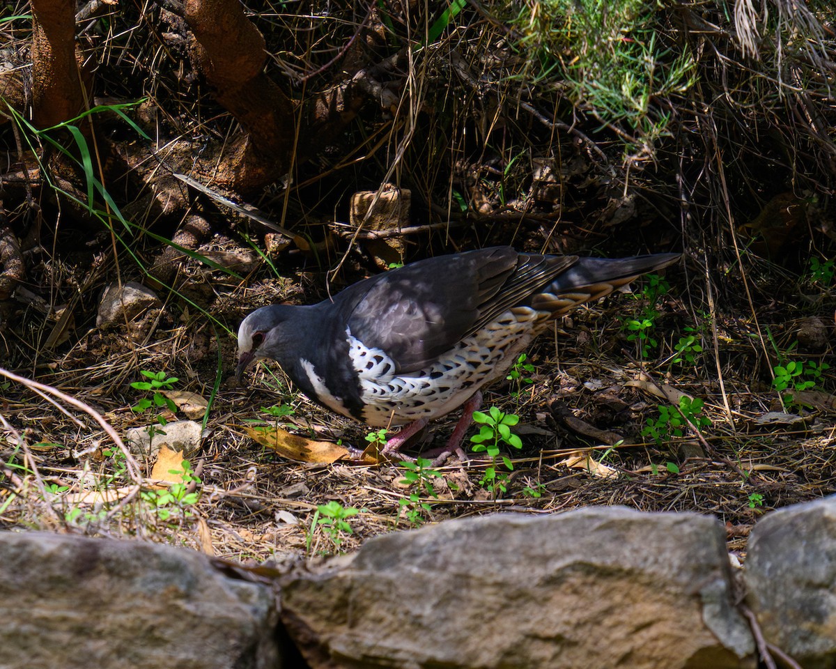 Colombine wonga - ML645771575