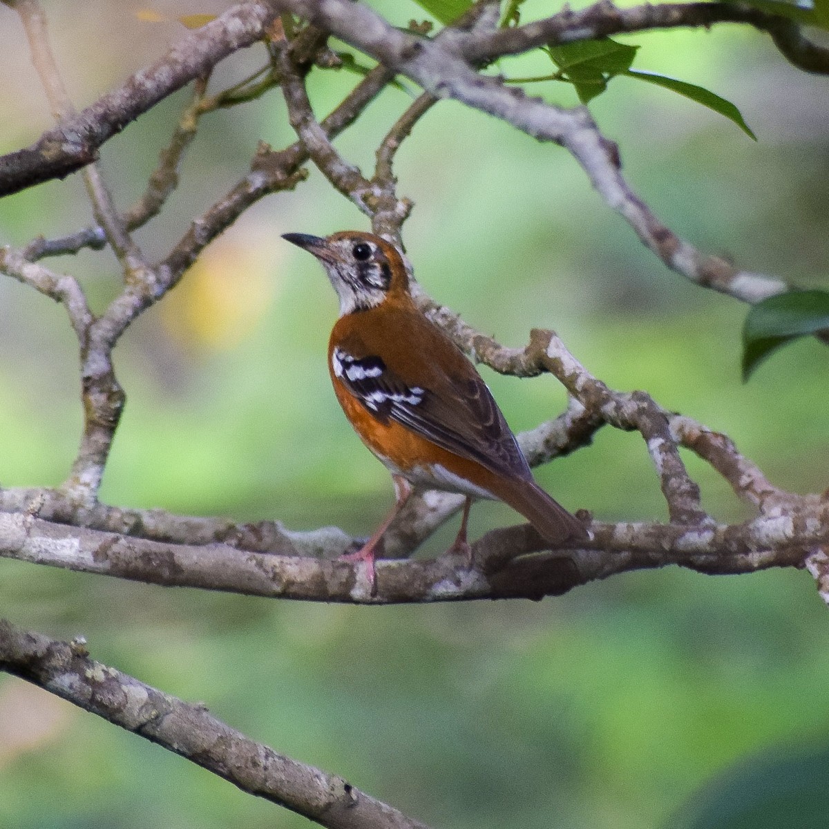 Grive de Péron - ML645771576