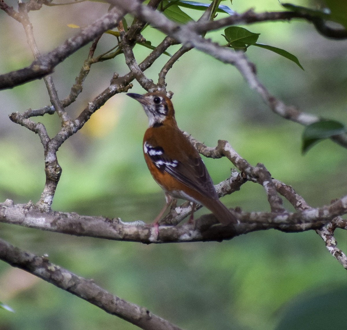 Grive de Péron - ML645771577