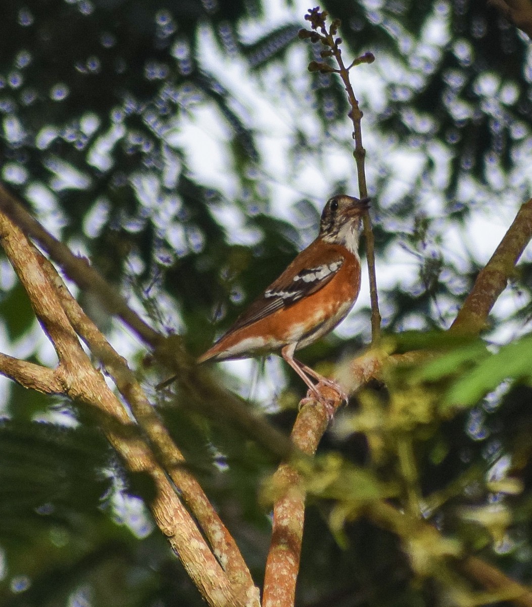 Grive de Péron - ML645771578