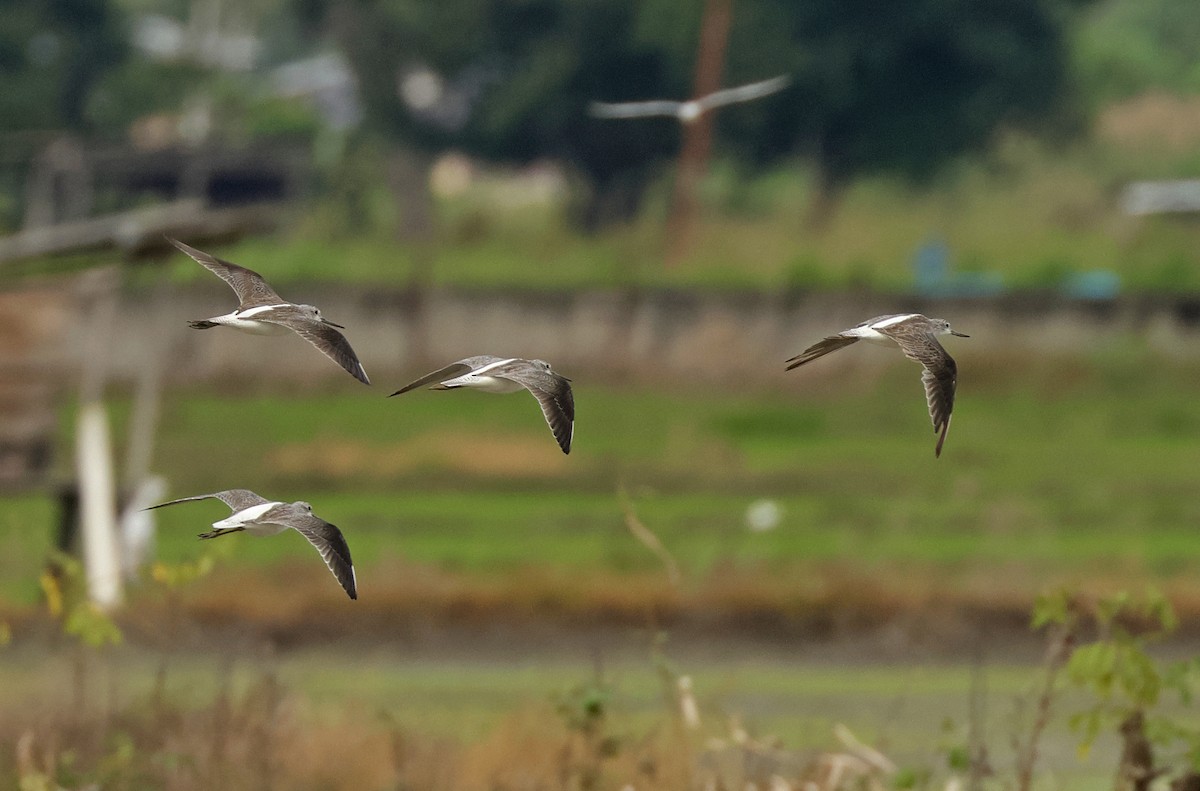 Chevalier aboyeur - ML645771580
