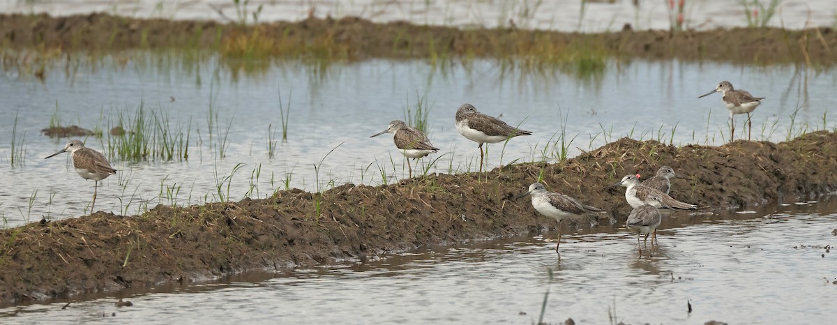 Chevalier aboyeur - ML645771581