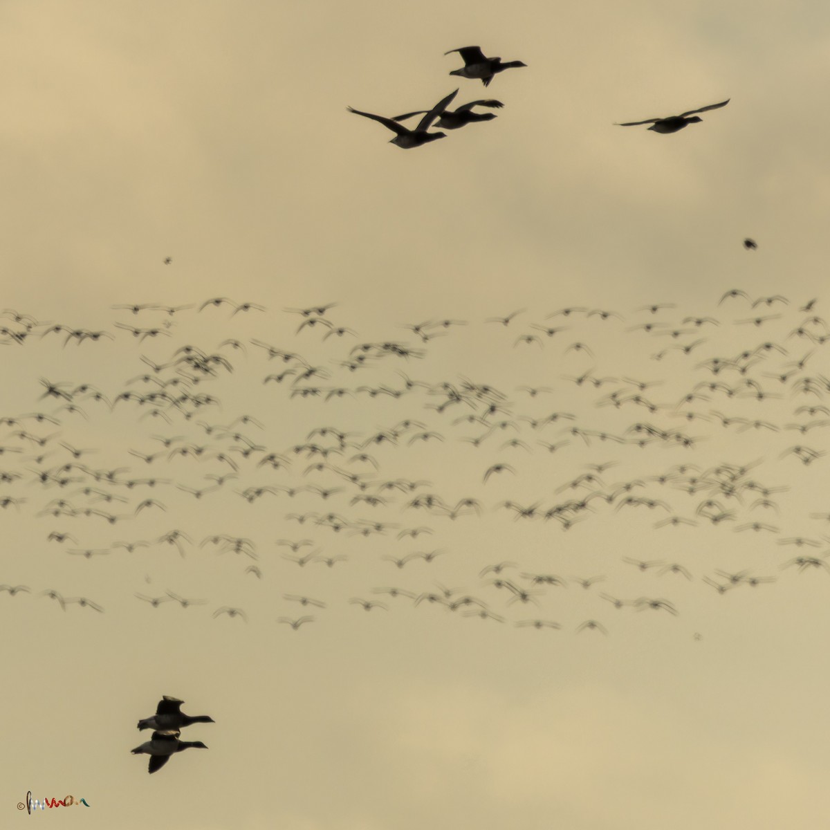 Bernache cravant (hrota) - ML645771582