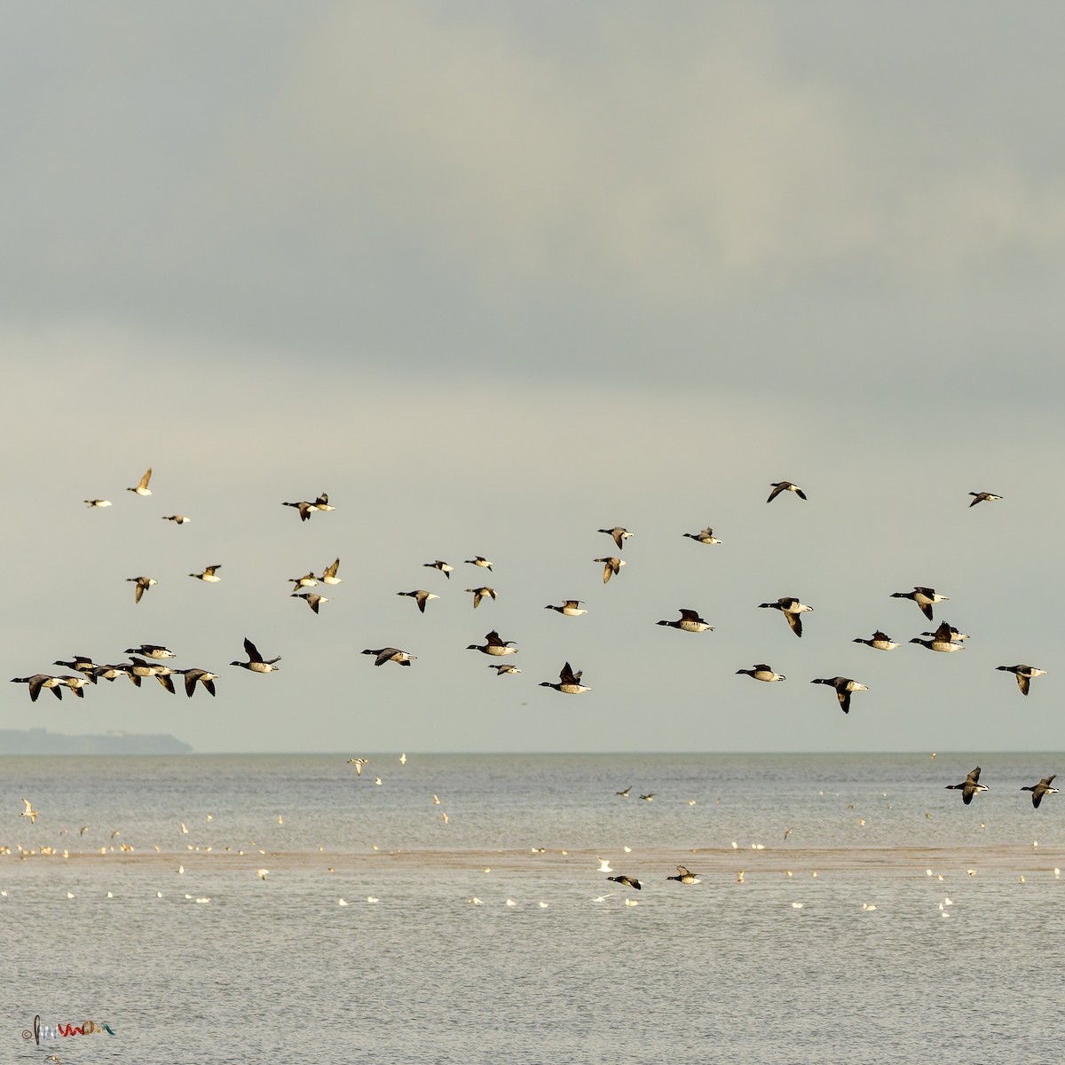 Bernache cravant (hrota) - ML645771585