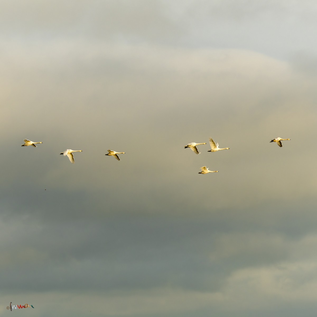 Cygne chanteur - ML645771587