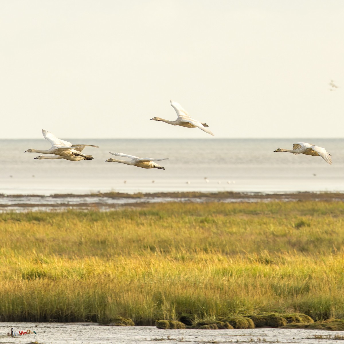 Cygne chanteur - ML645771588