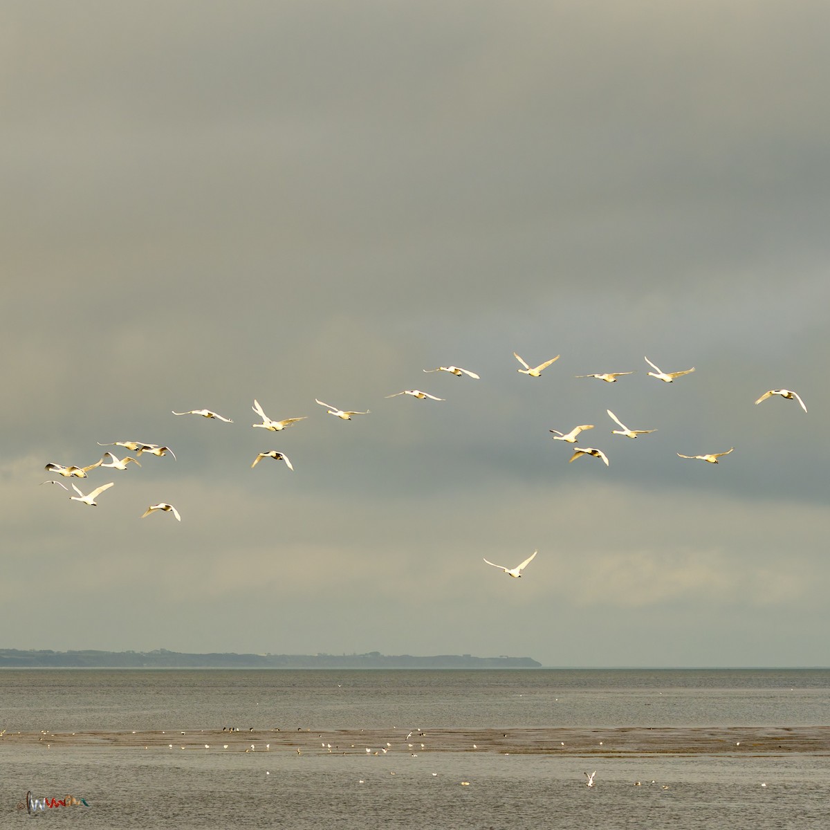 Cygne chanteur - ML645771589