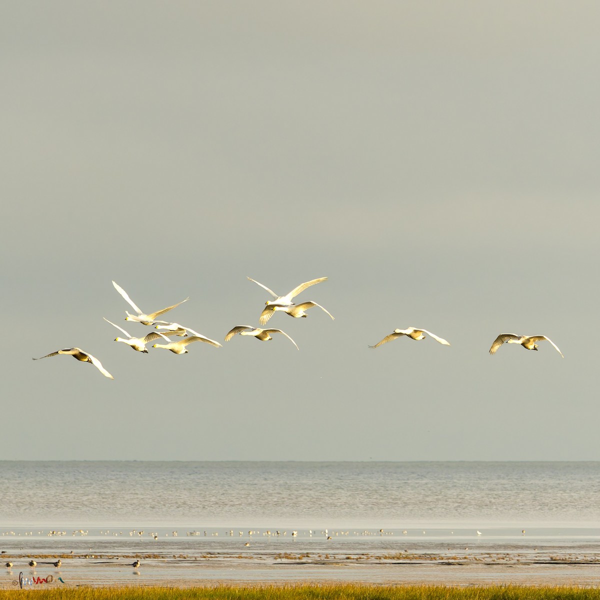 Cygne chanteur - ML645771590